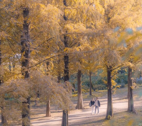 Haneul Park Metasequoia Trail Haneul Park Metasequoia Trail