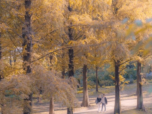 Haneul Park Metasequoia Trail Haneul Park Metasequoia Trail