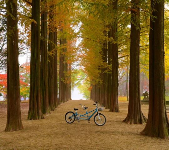 Nami Island Nami Island