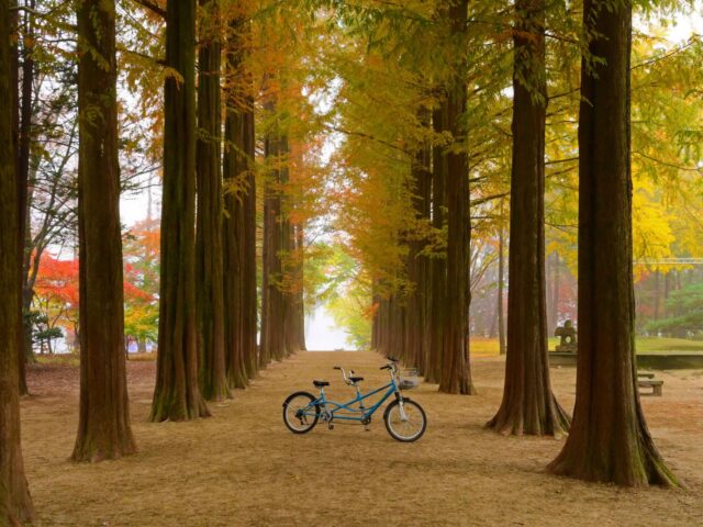 Nami Island Nami Island