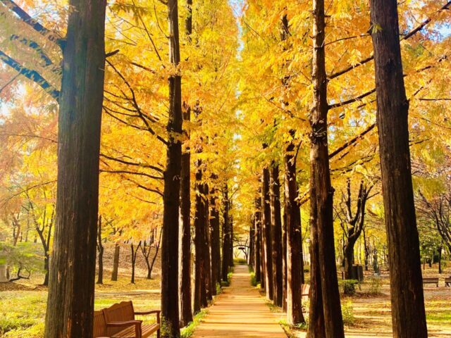 Yangjae Citizen Forest Yangjae Citizen Forest