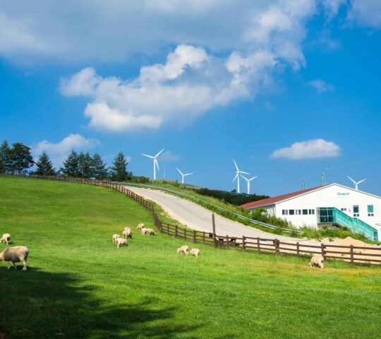 Samyang Ranch Samyang Ranch