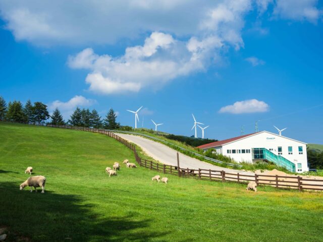 Samyang Ranch Samyang Ranch