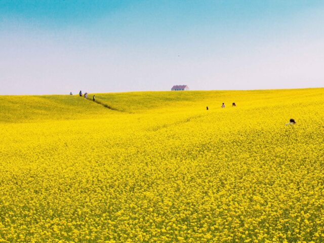 Anseong Farmland Anseong Farmland