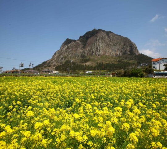 Sanbangsan Canola Flower Field Sanbangsan Canola Flower Field