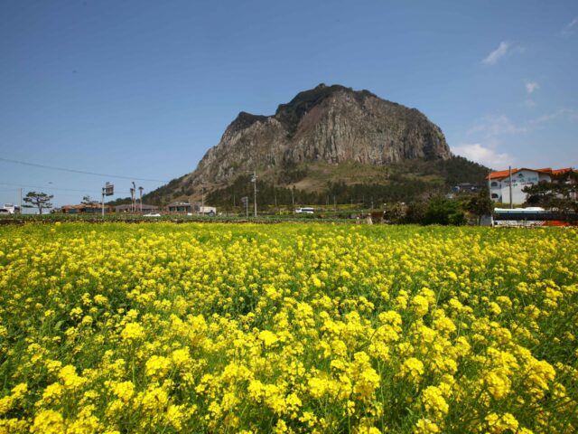 Sanbangsan Canola Flower Field Sanbangsan Canola Flower Field