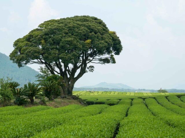 Osulloc Tea Museum Osulloc Tea Museum