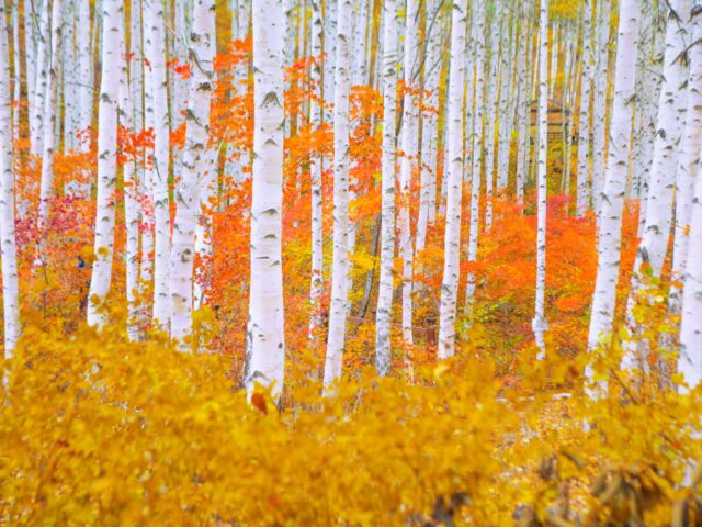 Wondae-ri Birch Forest Wondae-ri Birch Forest