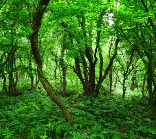 Daejeong Gotjawal Provincial Park Daejeong Gotjawal Provincial Park