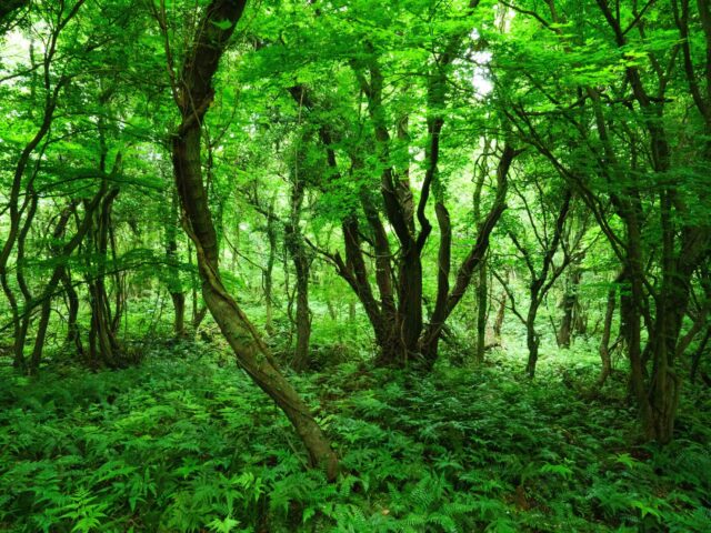 Daejeong Gotjawal Provincial Park Daejeong Gotjawal Provincial Park