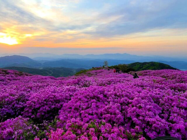 Hwangmaesan Mountain Hwangmaesan Mountain