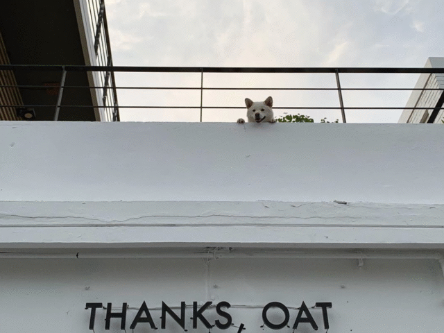 Thanks, Oat Thanks, Oat