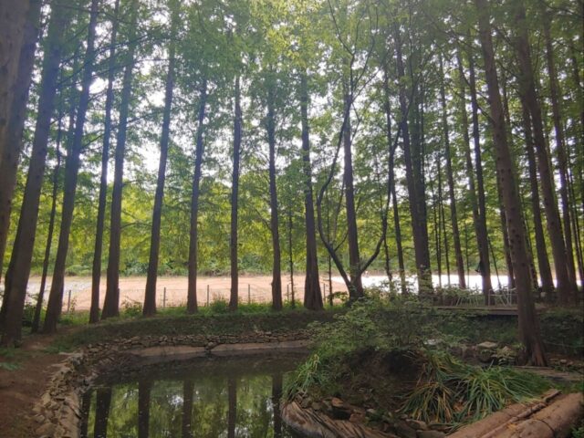 Metaforest Metaforest