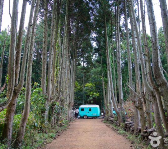 Secret Forest Secret Forest