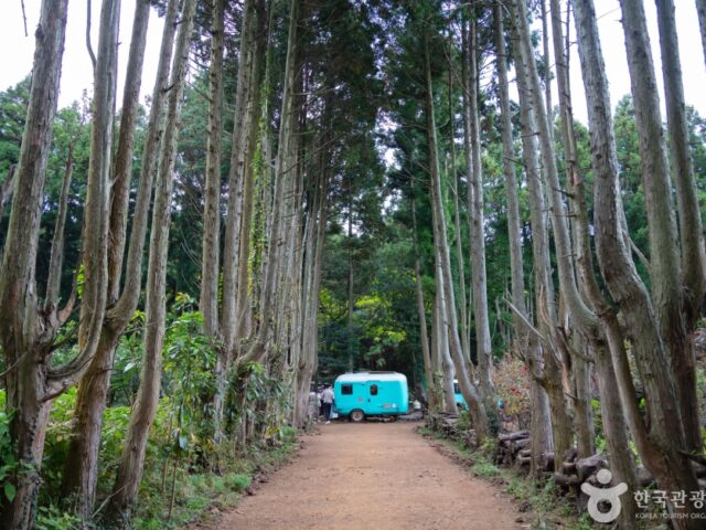 Secret Forest Secret Forest