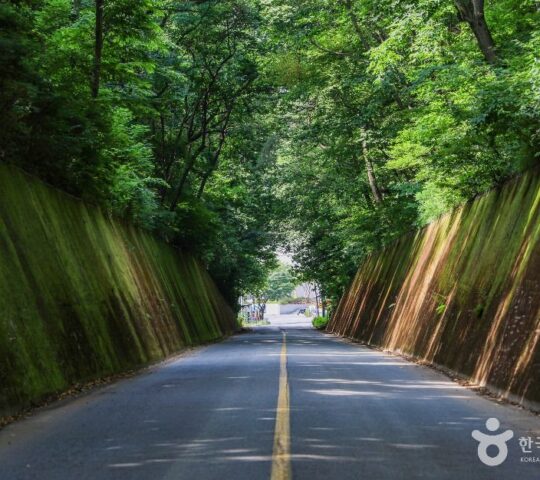 Danyang Moss Tunnel