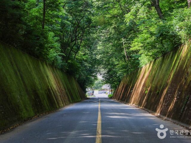 Danyang Moss Tunnel Danyang Moss Tunnel